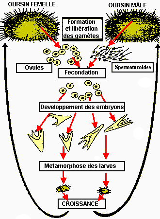 Les échinodermes sur Aqua51 dans la famille je veux les Oursins Fiched491_clip_image004