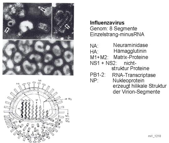 TỔNG QUAN VIRUS-Phạm Văn Ty - Nguyễn Lân Dũng Virus-Influenza