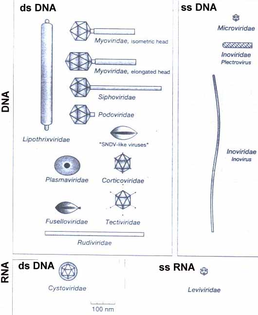 TỔNG QUAN VIRUS-Phạm Văn Ty - Nguyễn Lân Dũng Virus-phage