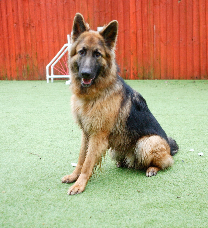 Rico - 14 months old male; black and tan P1180