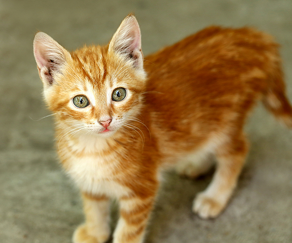 Russetkit and his siblings (FireClan) -WIP My-first-cat-orange-tabby-kitten