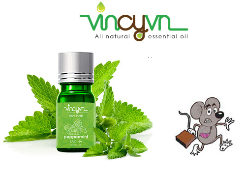 Tìm Hiểu Công Dụng Tinh Dầu Bạc Hà Pepermint Essential Oil Nguyên Chất Tinh%20dau%20bac%20ha%20duoi%20chu%E1%BB%8Dt