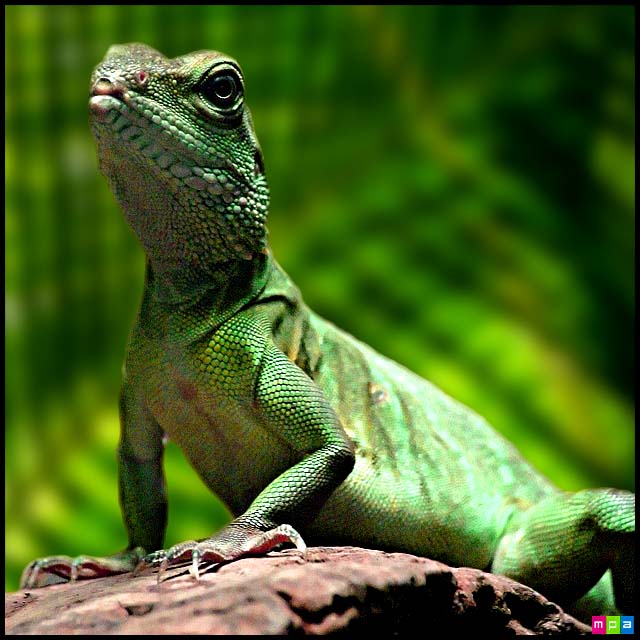 السحالي بنفس ذكاء الطيور والثدييات Lizard_display