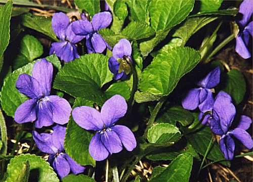 toulouse, cit des violettes! Violette