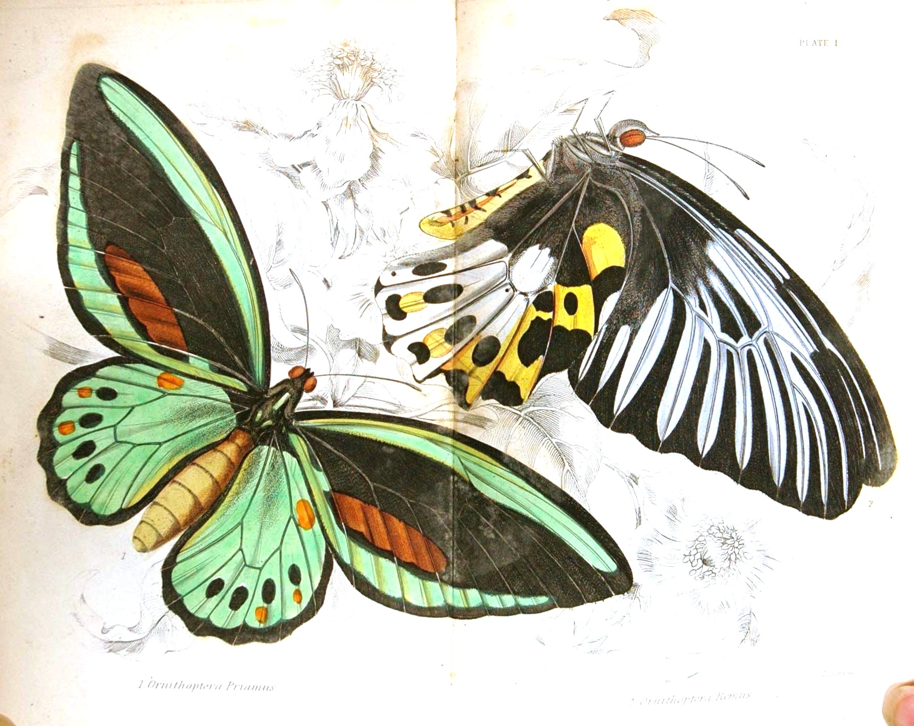 ===Mariposas=== - Página 28 Animal-Insect-Butterfly-Specimen01-13