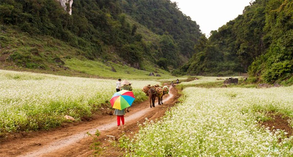 Vẻ đẹp cánh đồng hoa vào mùa đông ở Cao Nguyên Mộc Châu In_Moc_Chau_winter_is_the_season_that_cuts_the_mustard_2