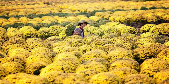 Đẹp tuyệt vời làng hoa Sa Đéc nổi tiếng miền Tây Nam Bộ Sa_Dec_Flower_Gardens_in_Mekong_delta_Vietnam_04