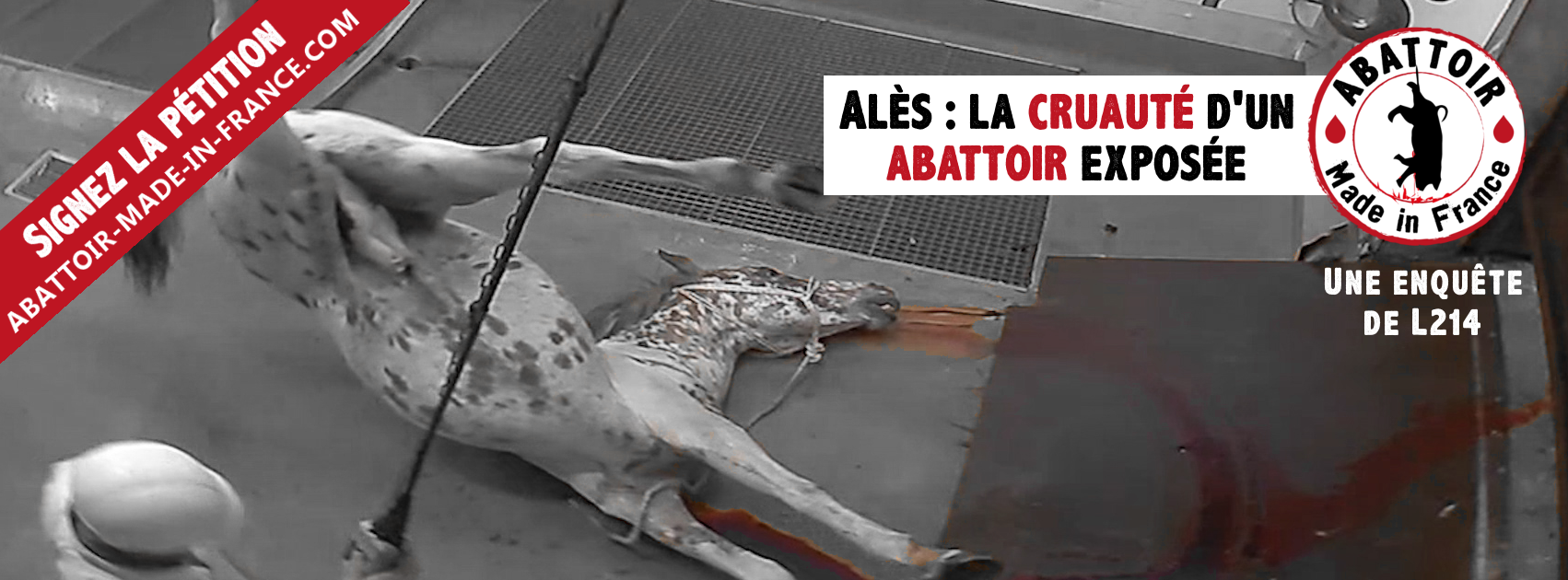 vidéo - Chevaux découpés vivants, cochons gazés, moutons égorgés en pleine conscience, les images choc de l’abattoir d’Alès [Vidéo] 2015-10-13-abattoir-made-in-france-couv-facebook-851