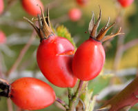 Alimentos con Vitamina C Escaramujo-vitamina-c