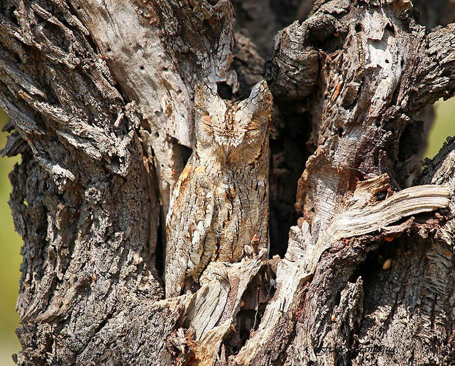 Ces animaux maîtres du camouflage Camouflage-animaux-photos-1