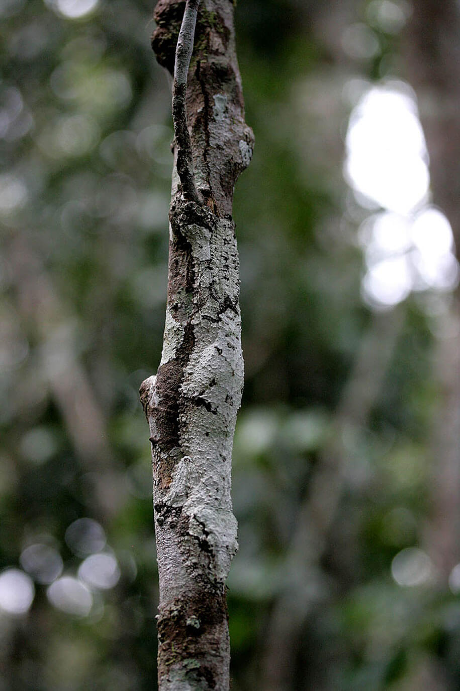 Ces animaux maîtres du camouflage Camouflage-animaux-photos-2