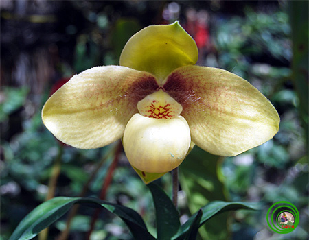 Lan Hài-PAPHIOPEDILUM PFITZER 10