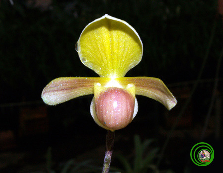 Lan Hài-PAPHIOPEDILUM PFITZER 11a