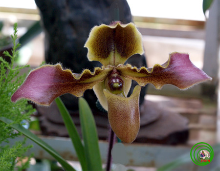 Lan Hài-PAPHIOPEDILUM PFITZER 13