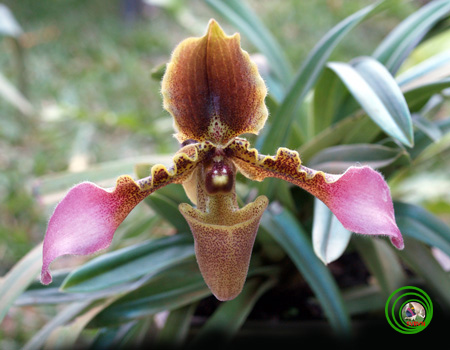 Lan Hài-PAPHIOPEDILUM PFITZER 13a