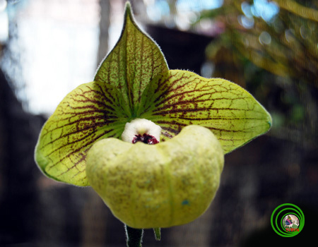 Lan Hài-PAPHIOPEDILUM PFITZER 14