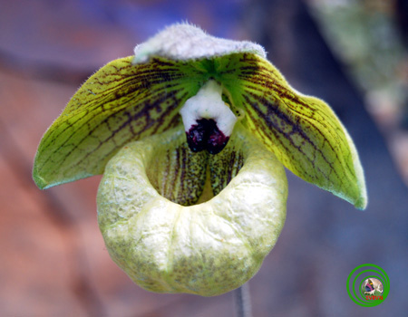 Lan Hài-PAPHIOPEDILUM PFITZER 14a