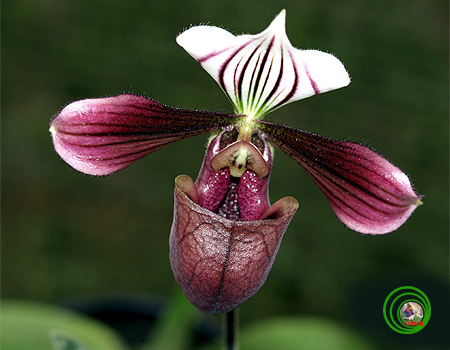 Lan Hài-PAPHIOPEDILUM PFITZER 16