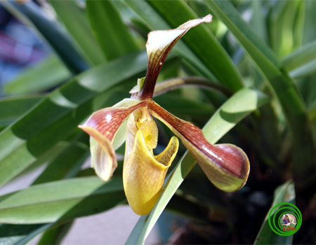 Lan Hài-PAPHIOPEDILUM PFITZER 19