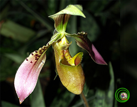 Lan Hài-PAPHIOPEDILUM PFITZER 1a