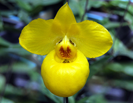 Lan Hài-PAPHIOPEDILUM PFITZER 2a