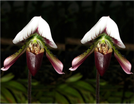 Lan Hài-PAPHIOPEDILUM PFITZER 4a