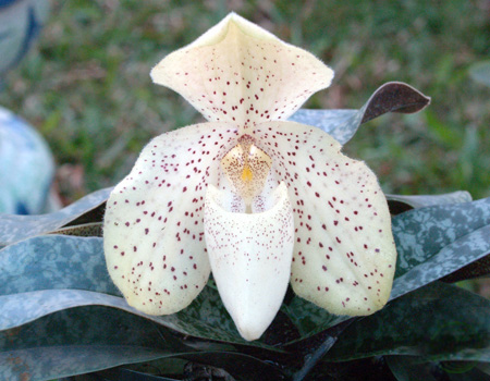 Lan Hài-PAPHIOPEDILUM PFITZER 5a