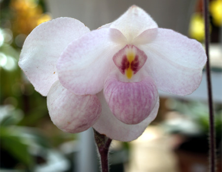 Lan Hài-PAPHIOPEDILUM PFITZER 6