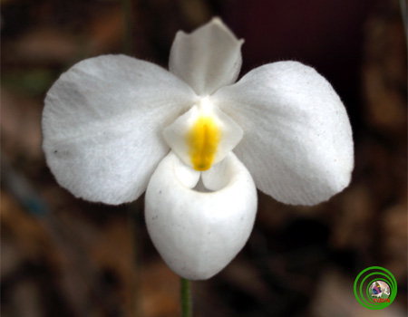 Lan Hài-PAPHIOPEDILUM PFITZER 6a