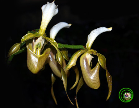 Lan Hài-PAPHIOPEDILUM PFITZER 7a