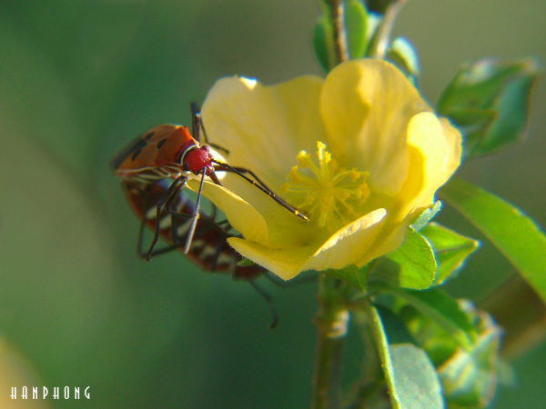 Ảnh Macro mùa tết 2010 DSC06832a