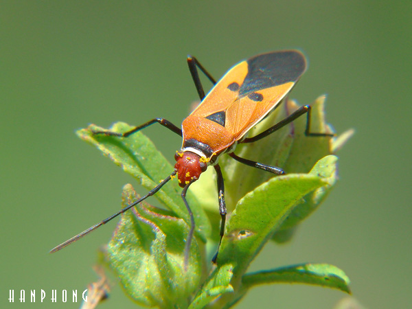 Ảnh Macro mùa tết 2010 DSC06855a