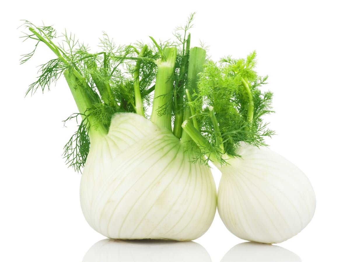 اعشاب تتحول لزيوت طبيعية(فوائده وأضراره) Fennel11