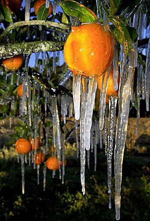 Freezing Temperatures to Return to Florida's Orange Groves 300x442_02111857_ap120104018482