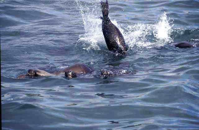 les otaries Chiloe-Ancud-otaries