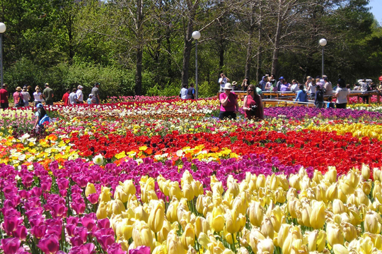 concours de la plus belle image - Page 2 Le-jardin-de-fleurs-de-Dalat