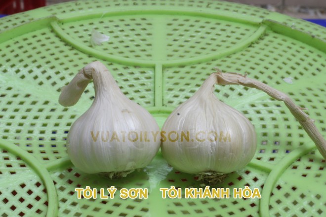 Phân biệt hành tỏi Lý Sơn với hàng nhái Toi-ly-son-va-toi-khanh-hoa-2-660x440