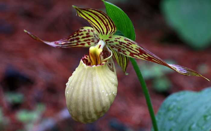 TÌNH YÊU LAN - Page 3 Cypripedium-Farreri-FL