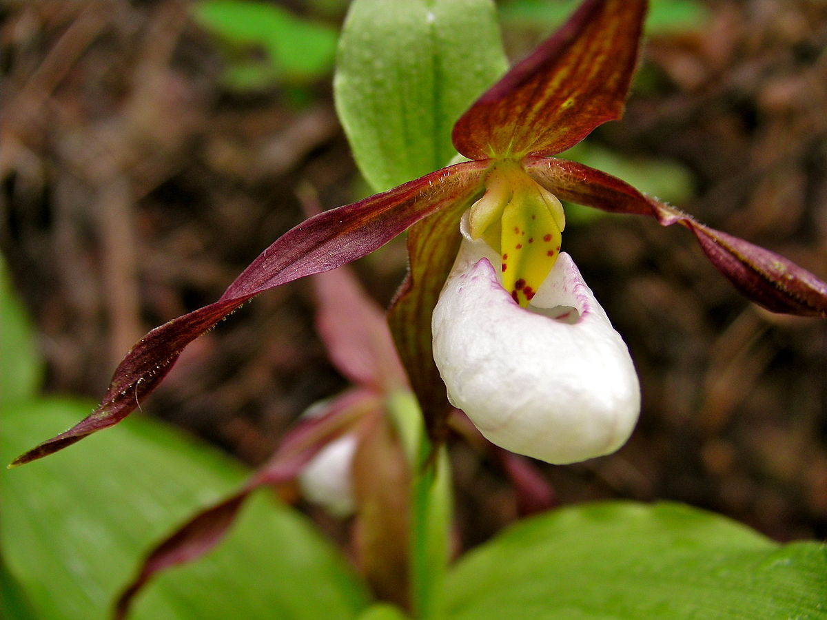 TÌNH YÊU LAN - Page 5 Cypripedium_montanum