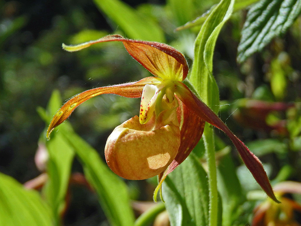 TÌNH YÊU LAN - Page 5 Cypripedium-shanxiense