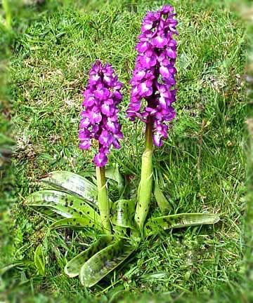HOA GIEO TỨ TUYỆT - Page 20 Orchis_mascula