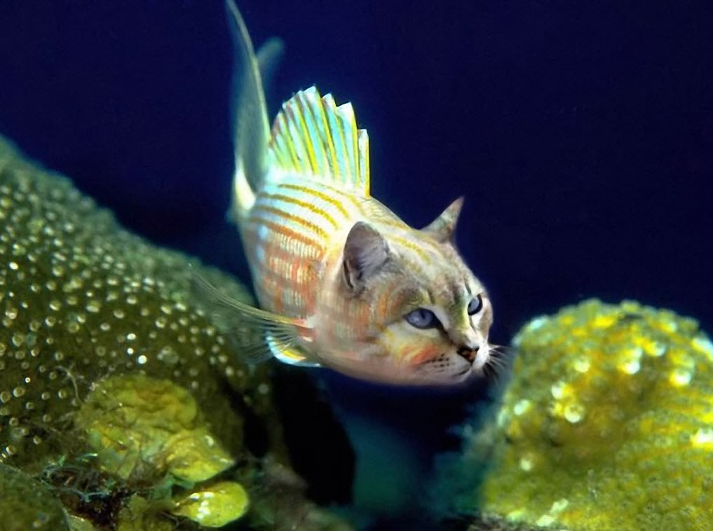 [Jeu] Suite d'images !  Fish-cat