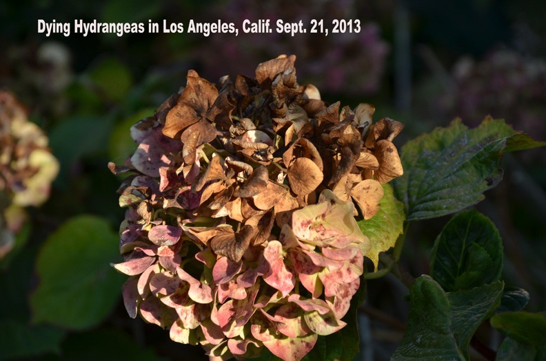 BREAKING NEWS!!! Chemtrails/Geo-Engineering Temporarily Suspended in 3 Major US Cities  Dying-Hydrangeas-