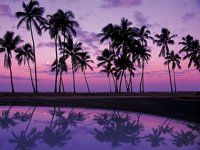 Treasures Of The Earth Palms%20at%20Sunset%20Oahu