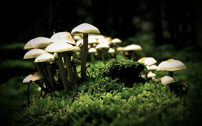 Treasures Of The Earth Nature_snapshot_mushrooms