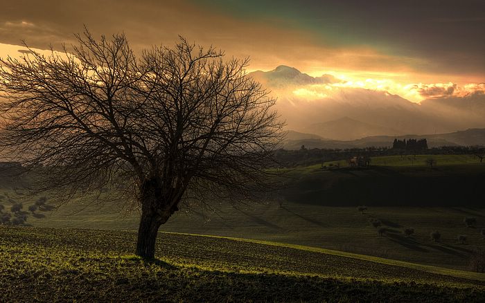 Treasures Of The Earth Nature_snapshot_tree_and_the_mountain