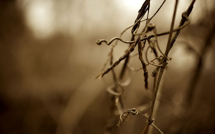 Treasures Of The Earth Nature_snapshot_wintervines