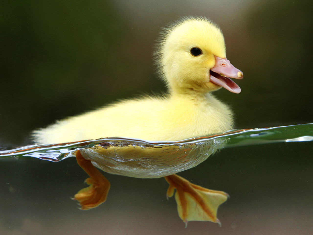 Različne vrste rac Baby-duck-wallpaper