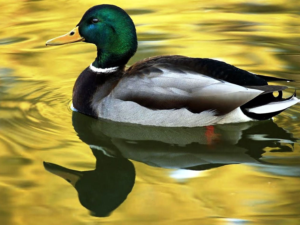 Različne vrste rac Duck-on-water