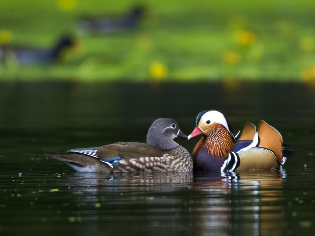 Različne vrste rac Mandarin-ducks